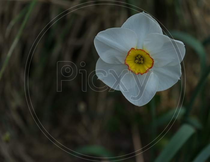Netherlands,Lisse, Close-Up Of White Flower