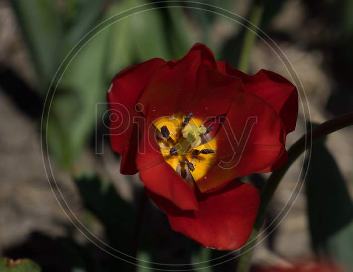 Netherlands,Lisse, A Red And Yellow Flower