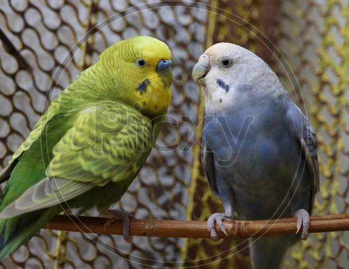 love birds parrot