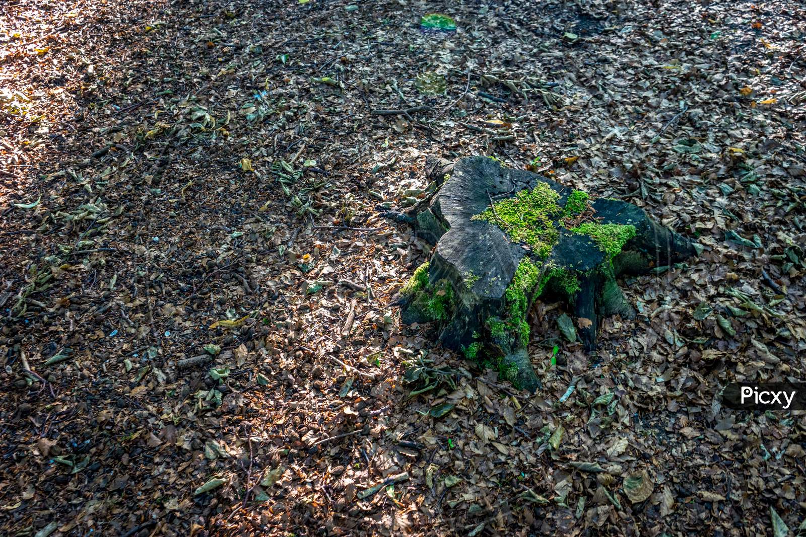 Moss Growing On The Stump Of A Tree In Haagse Bos, Forest In The Hague