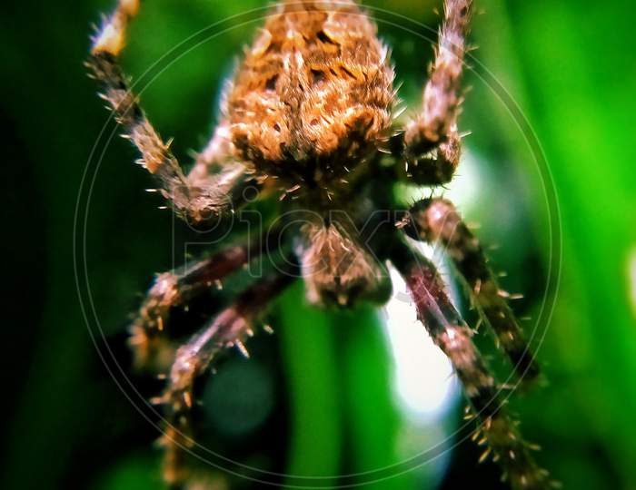 spider macro