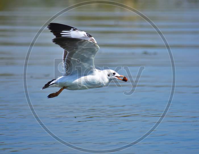 Bird flying above water with food in beak