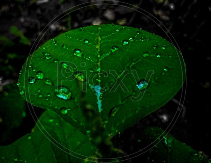 Green Leaf with water drops