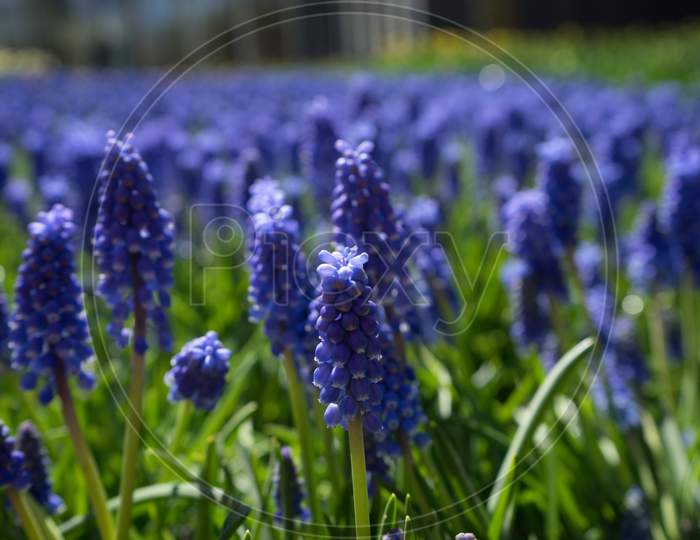 Blue Hyacinth With Blurred Foreground In A Garden In Lisse, Netherlands, Europe