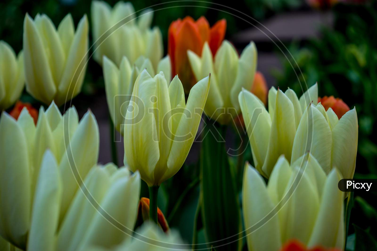 White Tulip Flower With A Blurred Background In Lisse, Netherlands, Europe