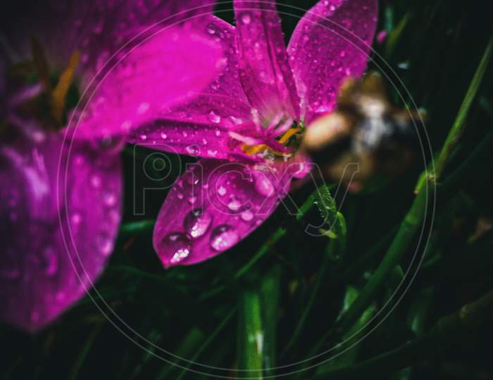 Flower,macro photography