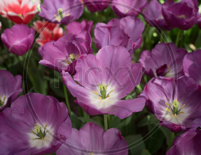 Violet Color Tulip Flowers In A Garden In Lisse, Netherlands, Europe