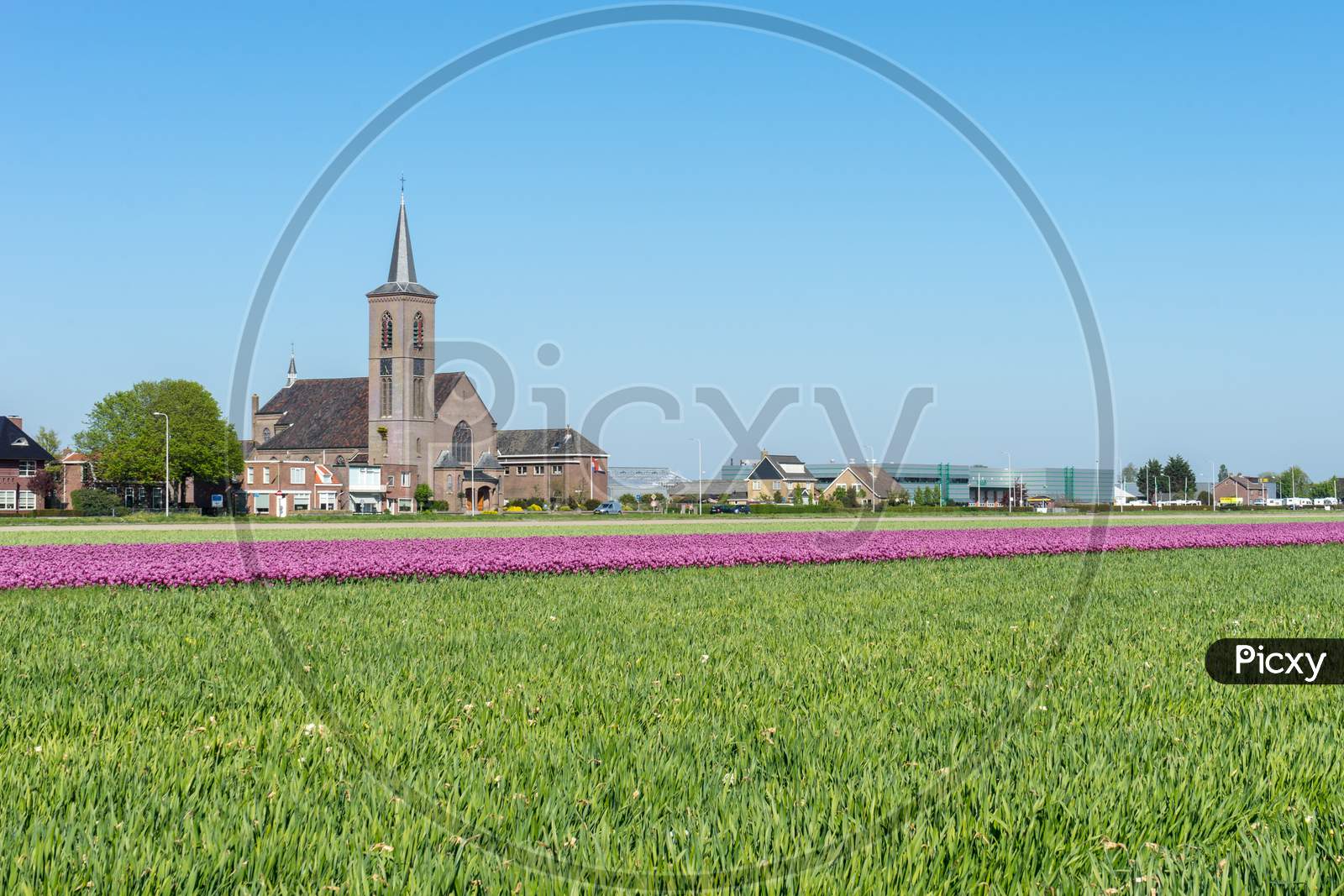 Lisse, Netherlands - 5 May 2018:  A Church Overlooking A Green Tulip Field