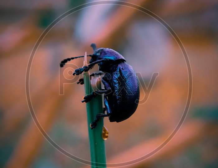 A Blue Metalic Beetle, Macro Photo