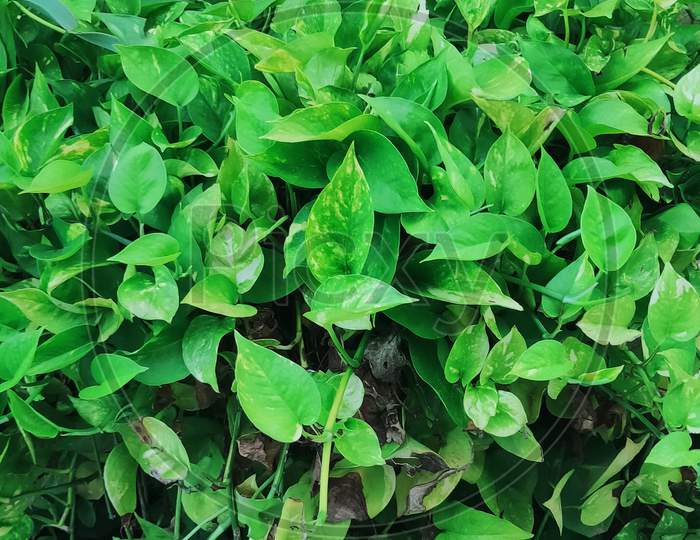 Green money plant leaf