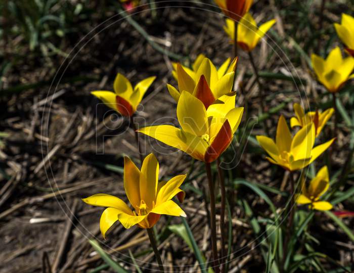 Netherlands,Lisse, A Yellow Flower In The Grass