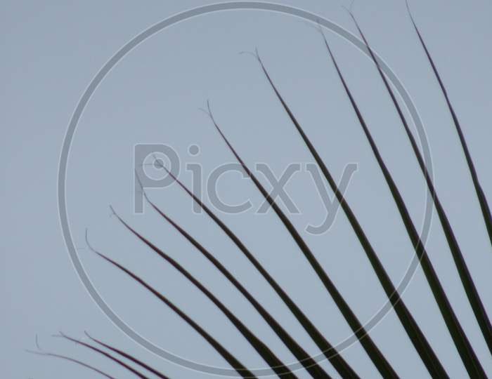 A view of coconut leaves making amazing landscape wallpaper