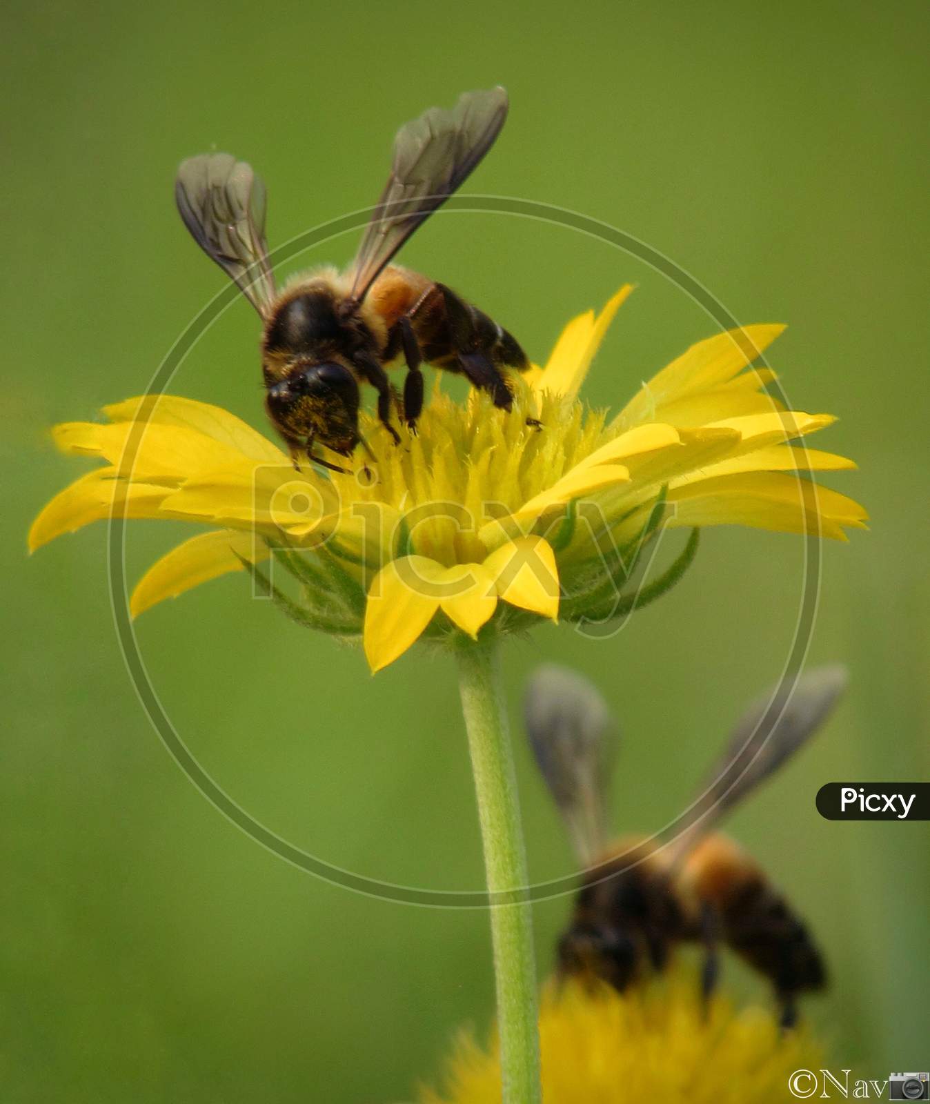 The honey bees