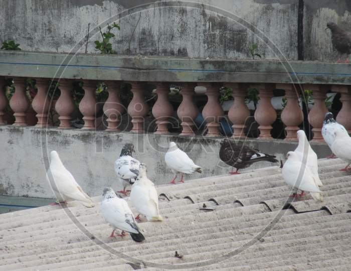 Pigeons are eating on the rooftop