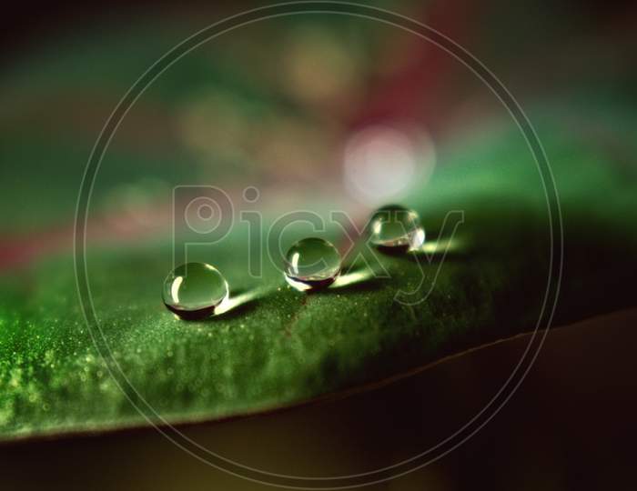 Macro photography of water droplets on leaf
