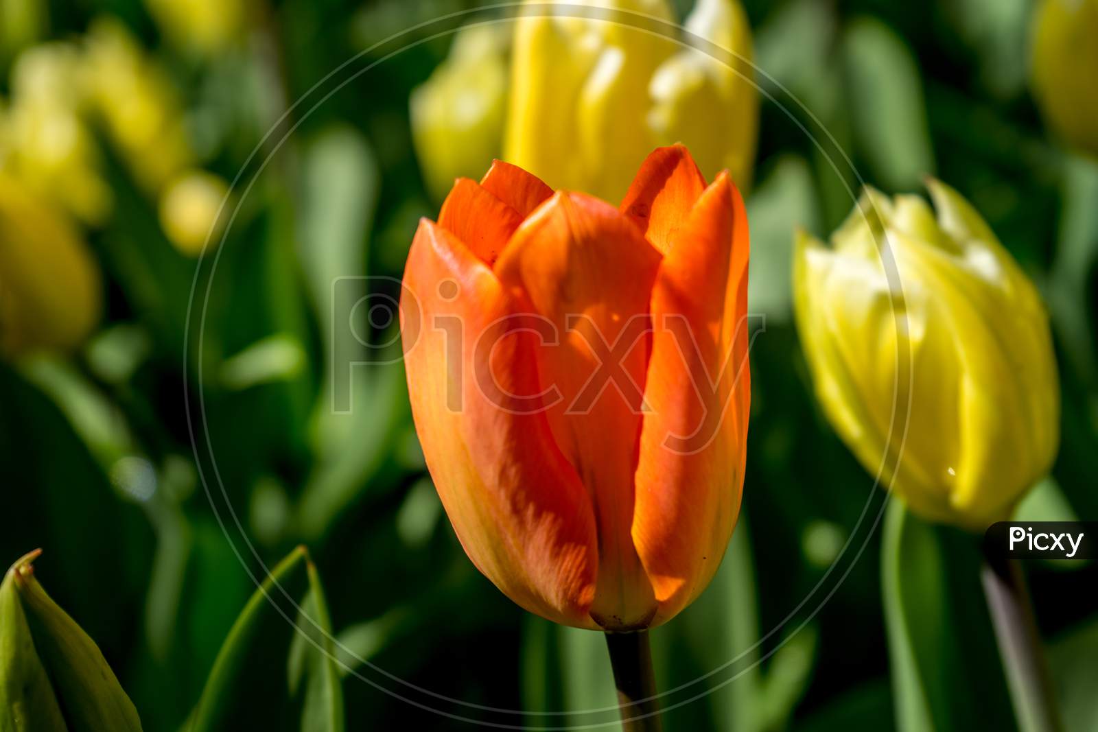 The Red Riding Tulip In Lisse, Keukenhoff, Netherlands, Europe