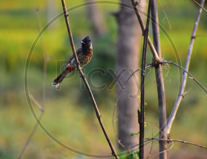 The Red-vanted bubul