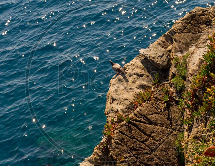 Italy, Cinque Terre, Manarola, A Pigeon On A Ledge