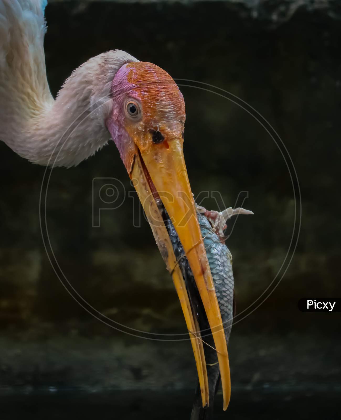 Painted stork hunting fish, Painted Stork with big fish in beak.
