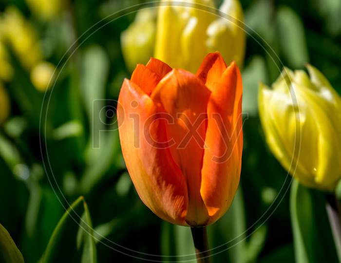 The Red Riding Tulip In Lisse, Keukenhoff, Netherlands, Europe