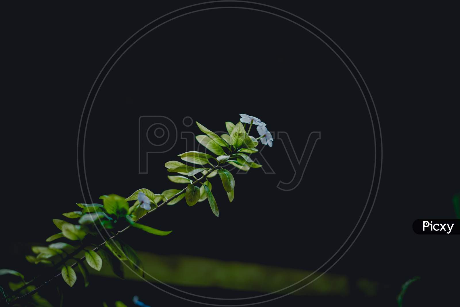 Plant with black background