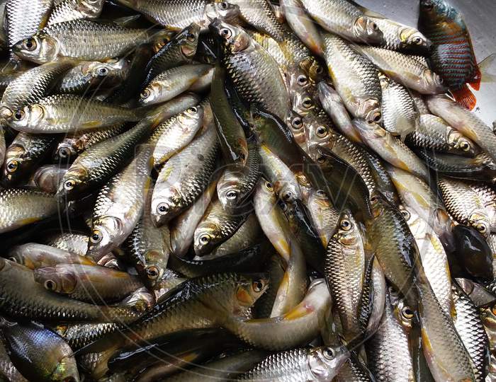 Fish food oily fish