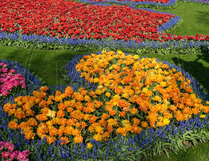 Netherlands,Lisse, View Of Yellow Flowers In Garden