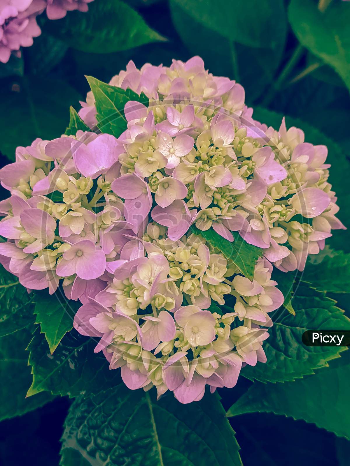 Pink×Remove Flowering plant×Remove Plant×Remove Flower×Remove Cornales×Remove Petal×Remove Hydrangeaceae