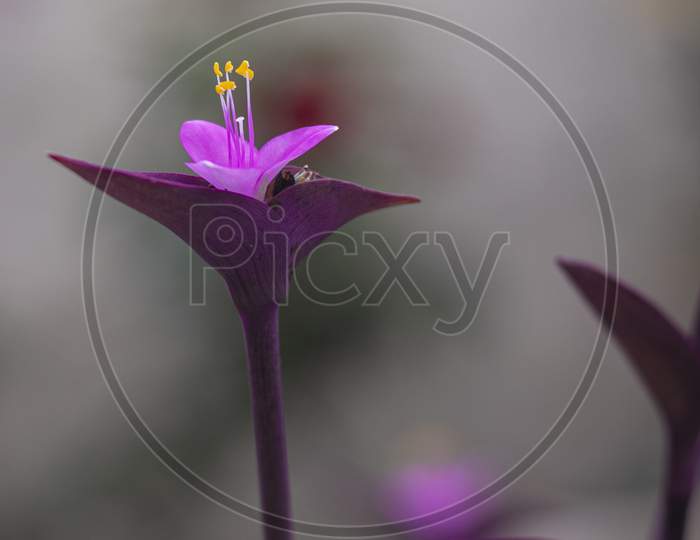 Violet-pink flower of Purple Heart Plant.