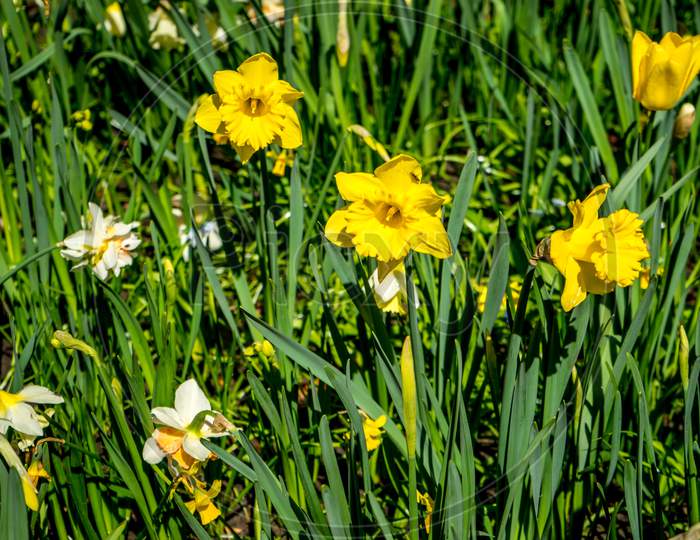 White And Yellow Daffodils In A Flower Garden In Lisse, Keukenhoff,  Netherlands, Europe