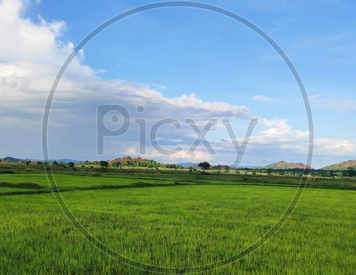 Green Rice fields in Jharkhand