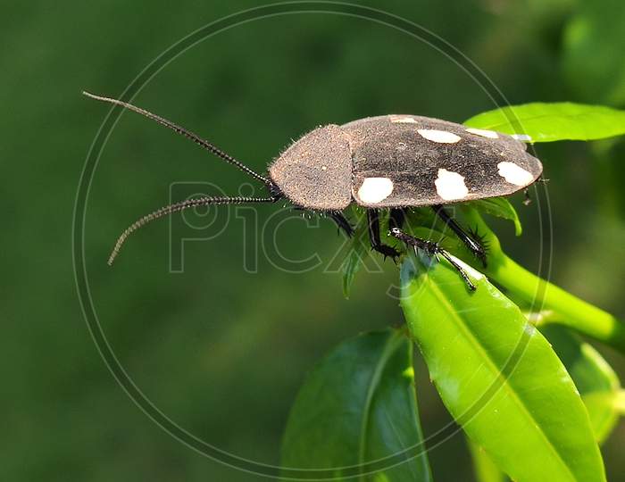 Insect leaping from leaf edge