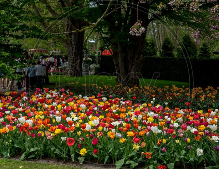Lisse, Netherlands - 22 April: Tourists View Tulips At  Keukenhoff, Tulip Gardens