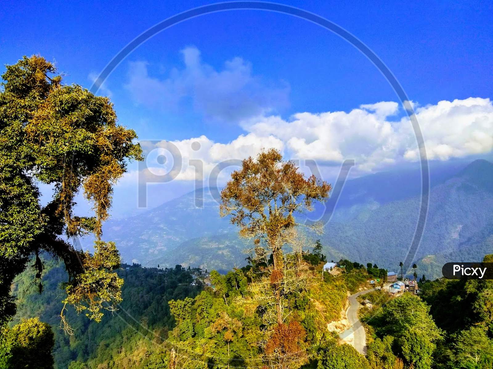 NIce mountain trees in the Range of Kanchenjunga of West Bengal