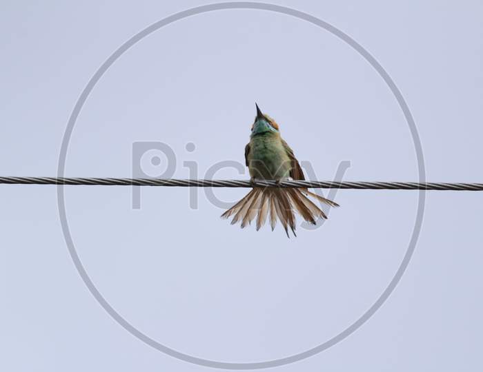 Indian Green Bee-Eater Sitting On The Electric Line. Indian Multicolor Bee-Eater Sitting On The Electric Line