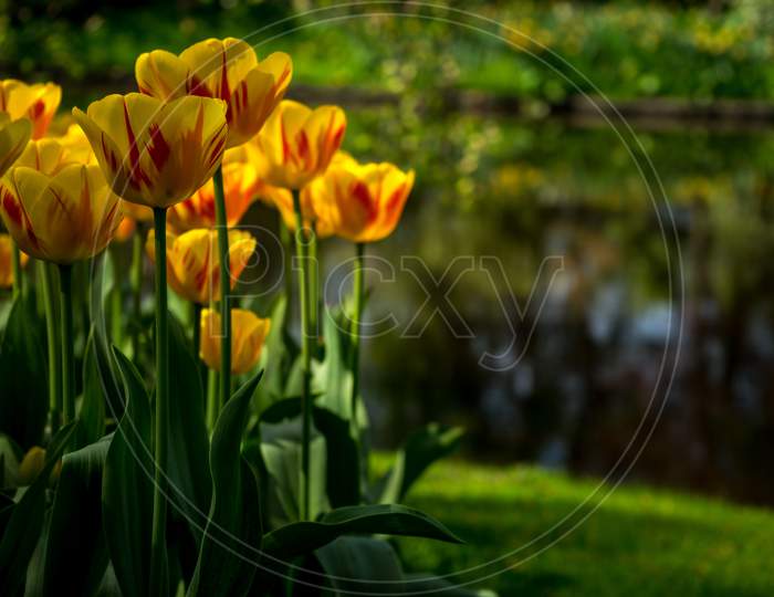 Netherlands,Lisse, A Vase Of Flowers Sitting On A Yellow Flower