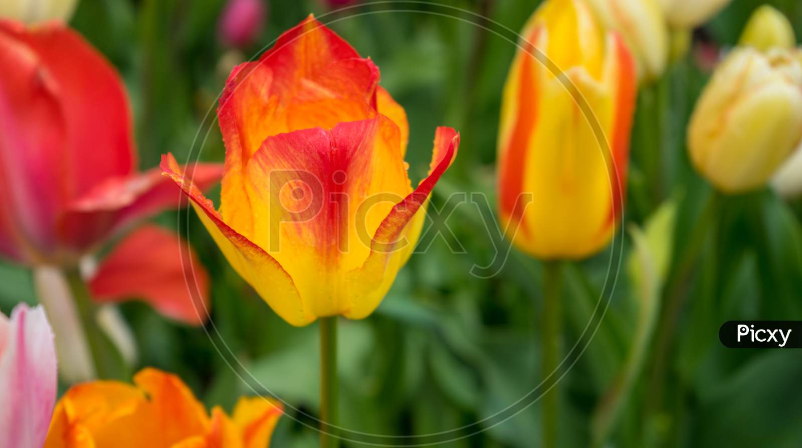 Colourful Yellow Tulip Flowers With Beautiful Background On A Bright Summer Day,Yellow Tulip
