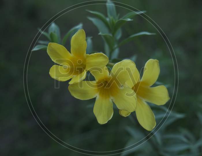 Tripura flower