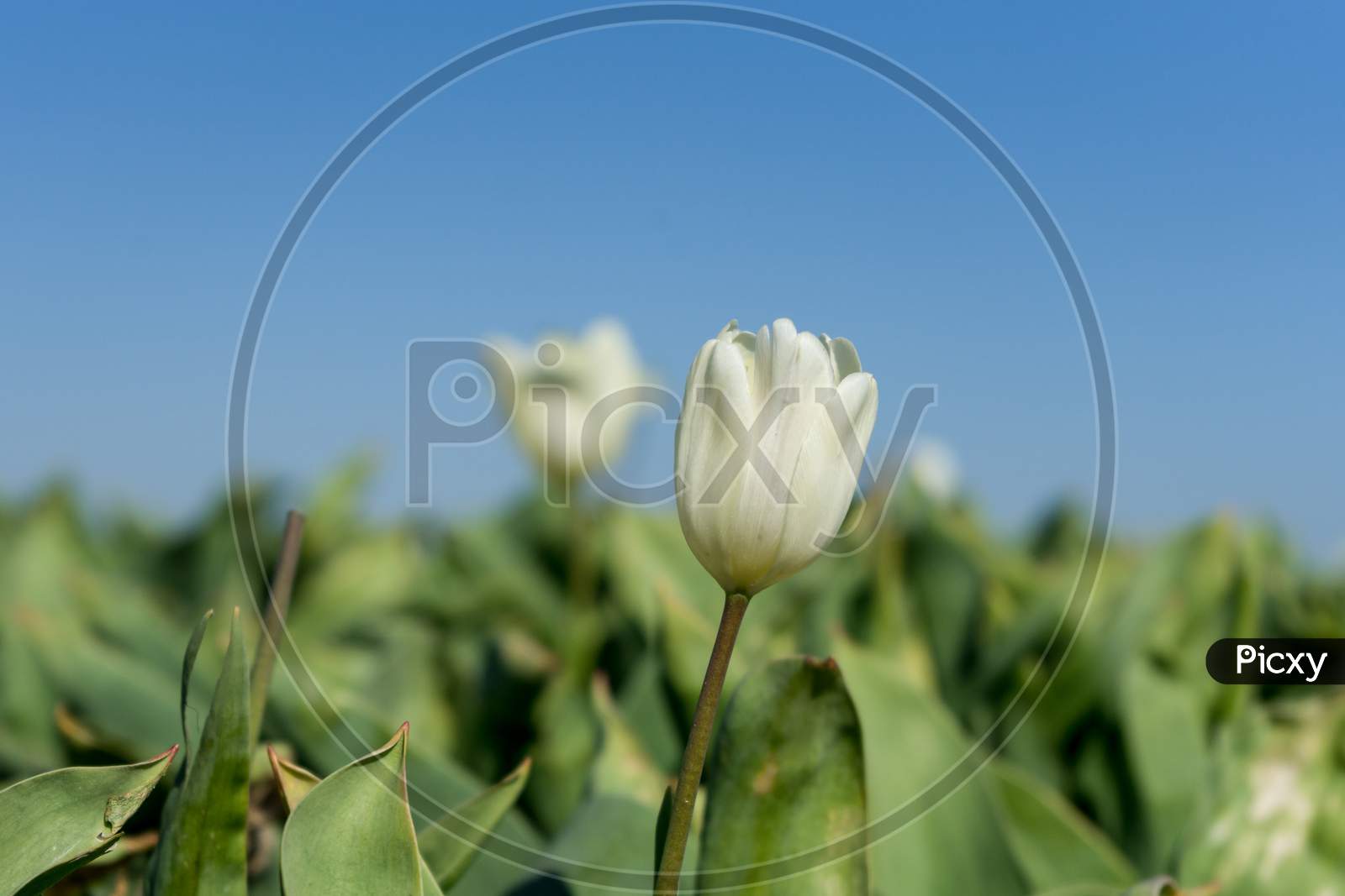 Netherlands,Lisse, Close-Up Of White Flowering Plant Against Sky