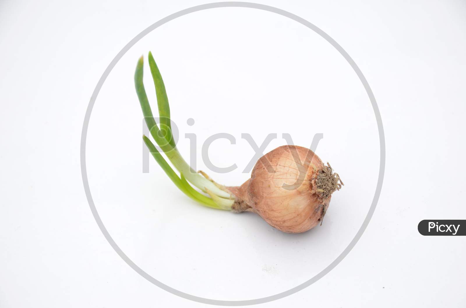 The Red Green Onion Soil Heap Isolated On White Background.