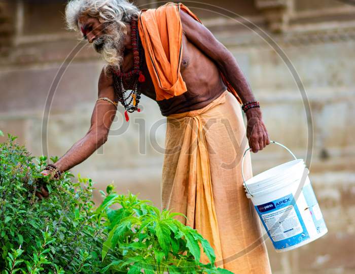A monk is plucking tulsi leaf for making organic tea