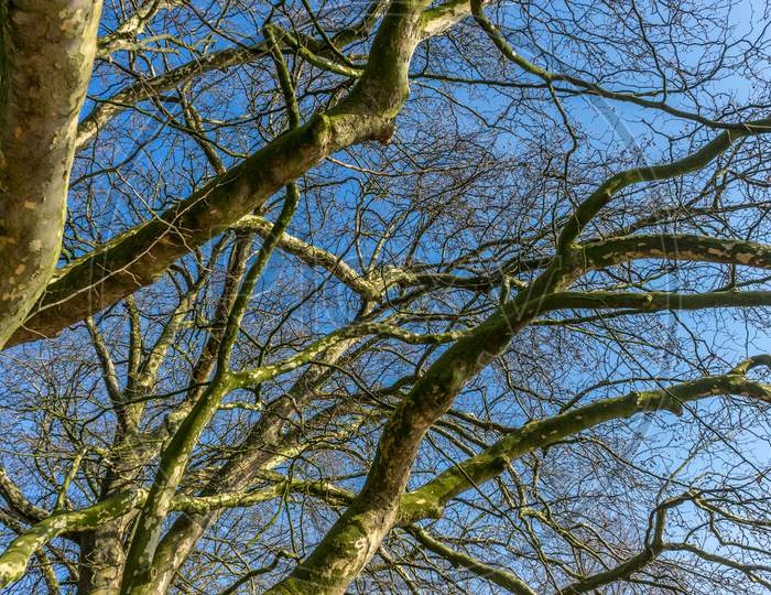 Belgium, Bruges,  Bark Of A Tree