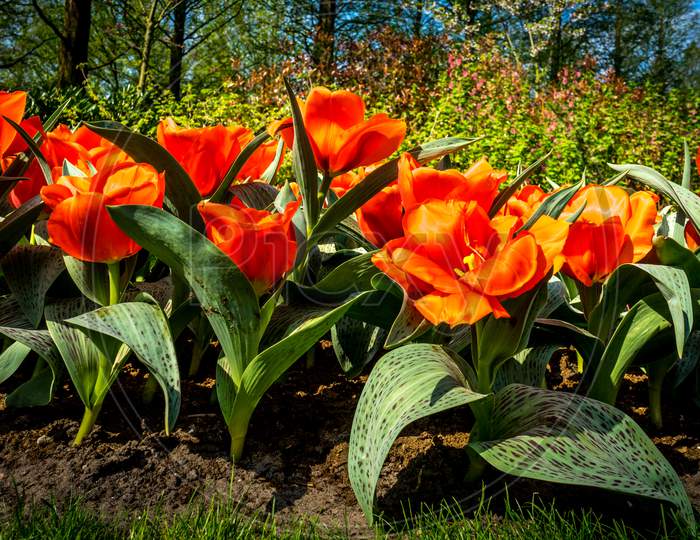 Netherlands,Lisse, Red Orange Tulip Flowers
