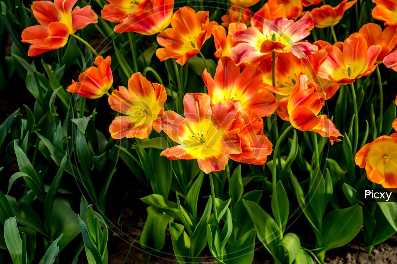 Red And Yellow Tulip Flowers In A Garden In Lisse, Netherlands, Europe