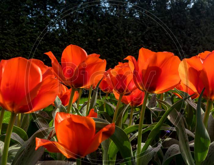 Netherlands,Lisse, Close-Up Of Red Tulips In Field
