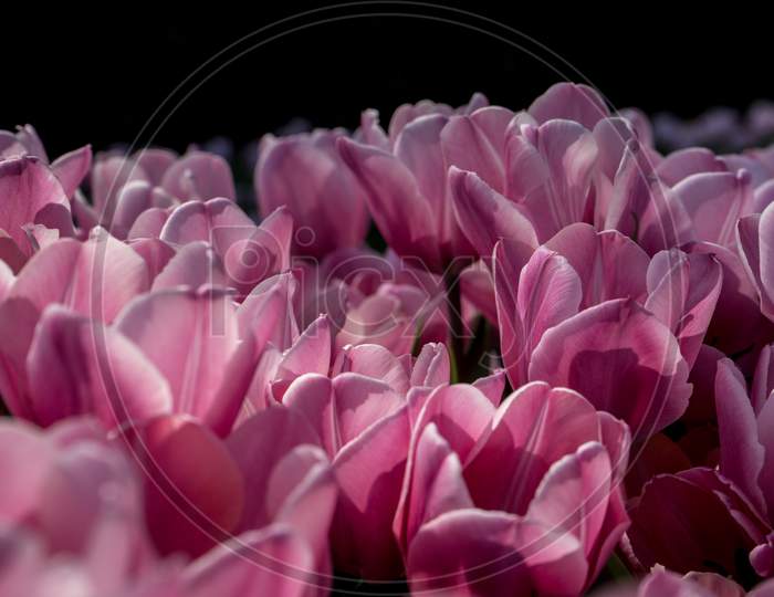 Netherlands,Lisse, A Close Up Of A Bunch Of Pink Flowers