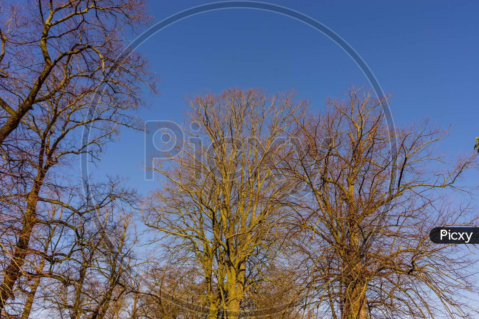 Belgium, Bruges, Bareen Tree Against A Blue Sky