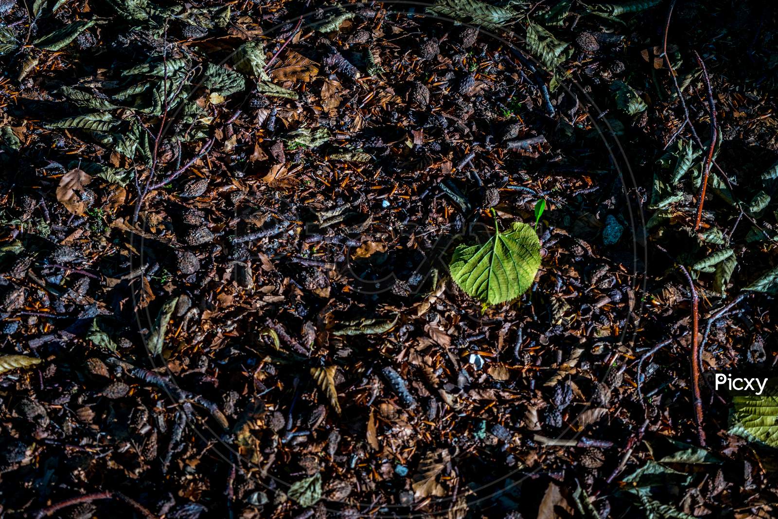 A Green Leaf On The Ground In Haagse Bos, Forest In The Hague