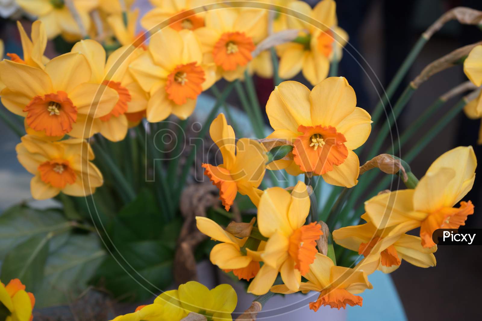 Colourful Daffodil Flowers With Beautiful Background On A Bright Summer Day