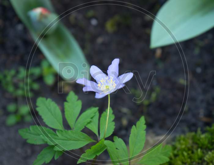 Small Single Violet Flower At A Garden In Lisse, Netherlands, Europe
